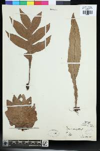 Aglaomorpha quercifolia image