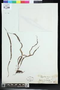 Lepisorus loriformis image
