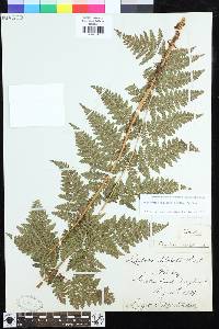 Dryopteris dilatata image