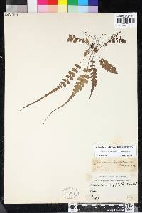 Polystichum rhizophyllum image