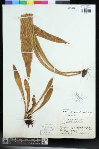 Loxogramme scolopendrioides image