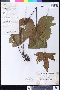 Tectaria palmata image