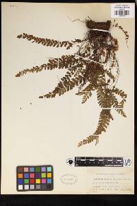 Adiantum hispidulum image