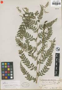 Polystichum platyphyllum image