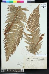 Polystichum setiferum image