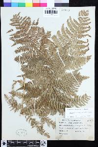 Dryopteris arguta image