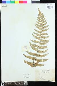 Dryopteris decipiens image