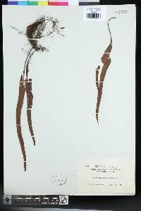 Lepisorus morrisonensis image