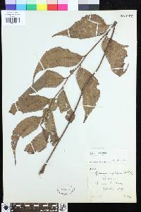 Image of Cyrtomium anomophyllum
