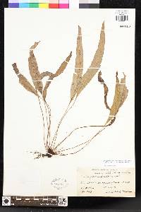 Elaphoglossum samoense image