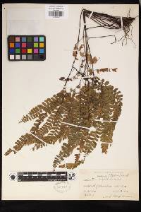 Adiantum hispidulum image