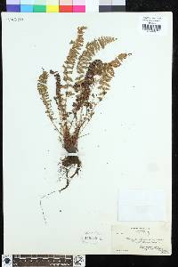 Dryopteris fragrans image