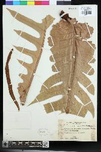 Aglaomorpha brooksii image