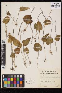 Ophioglossum reticulatum image