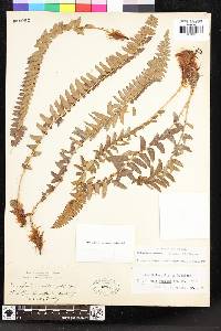 Polystichum imbricans image