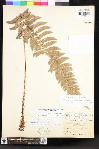 Polystichum californicum image