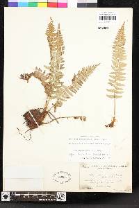 Polystichum imbricans image