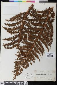 Polystichum speciosissimum image