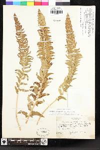 Polystichum imbricans image