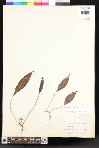 Elaphoglossum pellucidum image