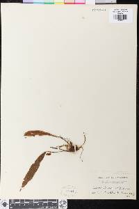 Elaphoglossum moritzianum image
