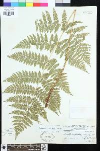 Dryopteris campyloptera image