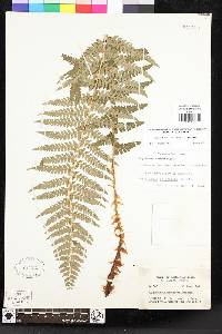 Polystichum andersonii image