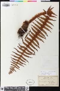 Dryopteris wallichiana image