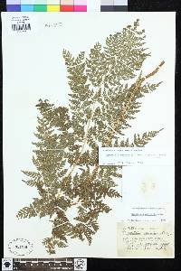 Dryopteris expansa image