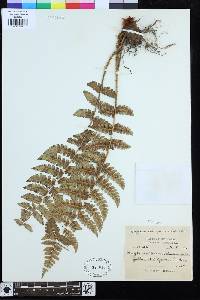 Dryopteris chrysocoma image