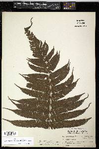 Steiropteris leprieurii image