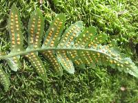 Polypodium californicum image