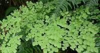 Adiantum tenerum image