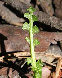 Botrychium minganense image