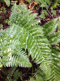 Dryopteris arguta image