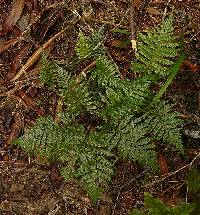 Diploblechnum fraseri image