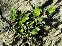 Asplenium obtusatum image