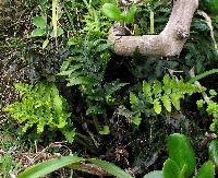 Asplenium appendiculatum image