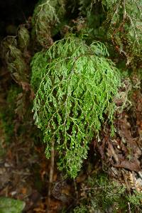 Hymenophyllum bivalve image