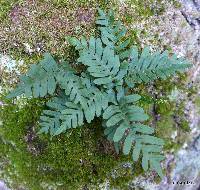 Polypodium appalachianum image