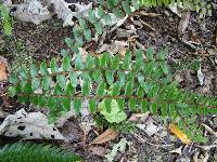 Pellaea rotundifolia image