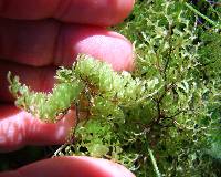 Hymenophyllum multifidum image