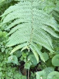 Dryopteris arguta image