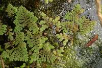 Azolla rubra image