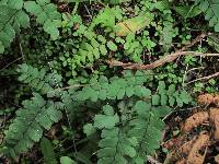 Adiantum cunninghamii image