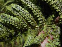 Dryopteris arguta image