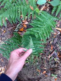 Dryopteris arguta image