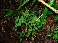 Adiantum andicola image