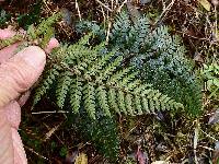 Polystichum oculatum image