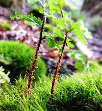 Hymenophyllum scabrum image